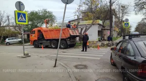 В Севастополе станет проще обрезать деревья 