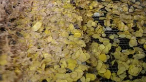 В России впервые вводится ГОСТ на чипсы