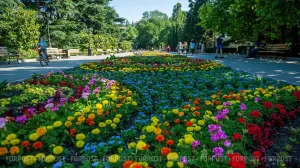 Севастополь украсят «засухоустойчивыми» цветами