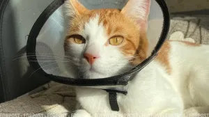 «Жалко кастрировать»: как ложная жалость к питомцам пополняет армию бездомных животных