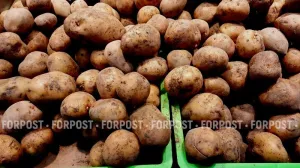 В России пытаются решить проблему слишком дешёвой картошки