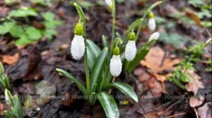 Когда в Крым заглянет настоящая весна