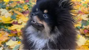 61 миллион кошек и собак — на учёт: как новая система изменит жизнь хозяев