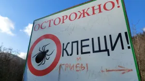 Чем перед клещами провинились успешные мужчины в самом расцвете сил