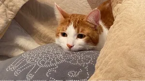 Зоопсихолог рассказала, как распознать депрессию у питомца и как ему помочь