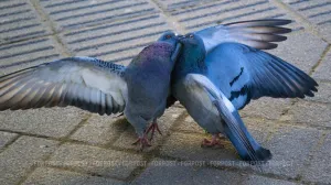 Севастопольцев предупредили о штрафах за излишнюю любовь к голубям