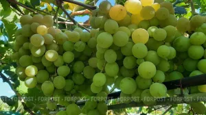 Виноделам и виноградарям Севастополя отказали в налоговых каникулах