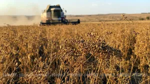 Почему в Крыму резко выросли посевы кориандра