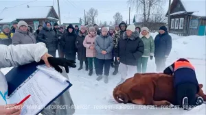 «Сердца нет»: почему в Сибири уничтожают коров и кто за это заплатит