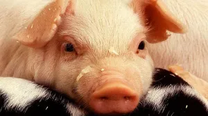 Свиньи могут определить исход выборов в Дании