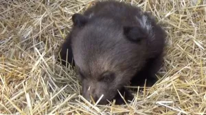 «Пушистый подарок» к Русской весне принесли крымчанам бахчисарайские медведи 