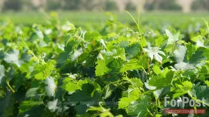 Правила ввоза саженцев в Крым и Севастополь изменятся