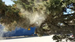 Аллергикам хотят дать право на внеплановый отпуск или удалёнку