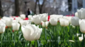 «Романтика Крымской весны»: в Никитском ботсаду стартует знаменитая выставка тюльпанов