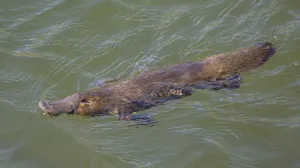 Утконосы оказались ещё удивительнее, чем о них думали раньше