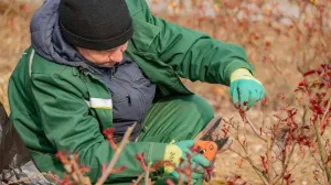 В Севастополе начали обрезку роз: где уже идут работы