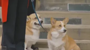 Корги Елизаветы II хотели клонировать для реалити-шоу