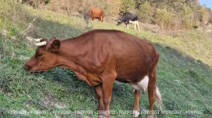 Чума, грипп и кошелёк фермера: компенсации за скот поставят в зависимость от чистоты хозяйства
