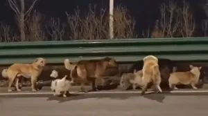 В Китае восхищаются стаей собак, сбежавших от хотевших их съесть гурманов