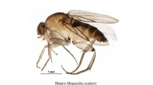 Доберётся ли до Крыма заморский вредитель из заражённого табака