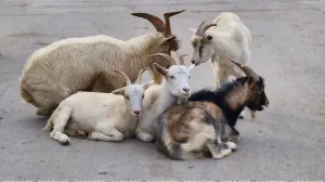 В Севастополе стая собаки загрызла сорок коз: чего бояться людям? 