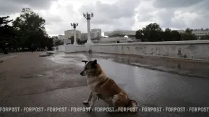 Собака год живёт под землёй в коллекторе: почему ей не могут помочь?