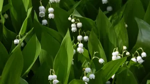 Биолог предупредил о смертельной опасности ландышей