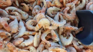 Чем Азовское море приглянулось неожиданной гостье из Тихого океана 