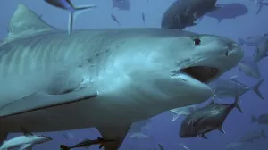  Перевозка наркотиков в Карибском море привела к появлению акул-наркоманов