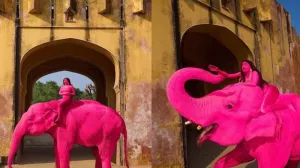 Российская фотограф разозлила Индию фотосессией с розовым слоном