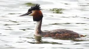 Как несъедобная утка из Крыма стала символом года в России