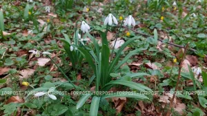 Где ещё можно найти поляны цветущих подснежников в горах Крыма