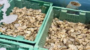 Морские фермеры в Севастополе вслед за «штормом века» жалуются на конкурентов из Китая