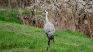 Жители Севастополя спасли двух журавлей после перелёта над Чёрным морем