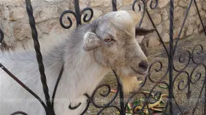 В Севастополе проверят коз после бойни в Юхариной балке