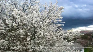 Цветочные облака Краснодара