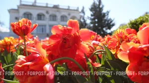 Как тюльпаны преобразили центр Севастополя