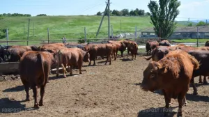 В Севастополе приняли закон об изъятии животных