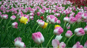 Магия тюльпанов в Краснодаре
