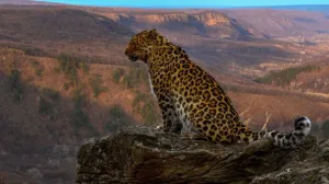 В России выбирают имя для третьего котёнка дальневосточного леопарда