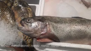 Лекарства для птиц и кроликов в Крыму проверяют на рыбах