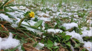 Заморозки и снег в апреле для Крыма не аномалия, а норма
