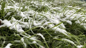 «Черёмуховые» холода придут в мае: учёный объяснил, почему это неизбежно