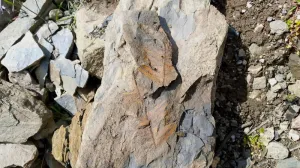 У водохранилища в Крыму нашли редкие отпечатки растений из эпохи динозавров 