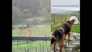 У севастопольского винодела Павла Швеца волк покусал собаку