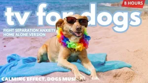 Ученые ответили на вопрос, смотрят ли собаки телевизор на самом деле