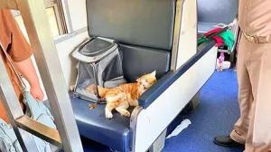 Нервного кота обвинили в опоздании поезда на семь часов