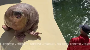 Неожиданный зверинец в столице крымских ханов: почему стоит заглянуть в Бахчисарайский зоопарк