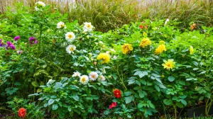 Могут ли севастопольцев оштрафовать за высадку цветов у дома