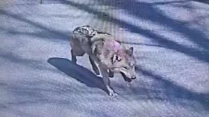 Сбежавшего редкого волка ищут 300 пожарных, полицейских и военных